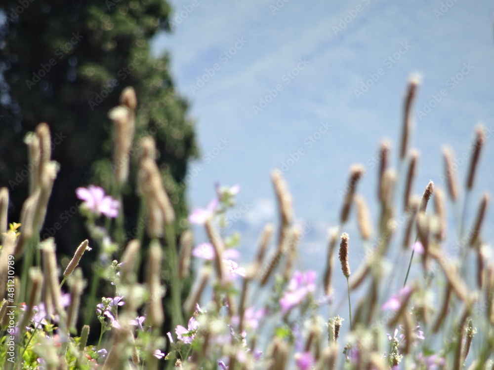 Obraz premium Roma, Eternal City, Roman Empire, Sunset in Rome, Victorio Emmanuelle, Sculpture, Architecture