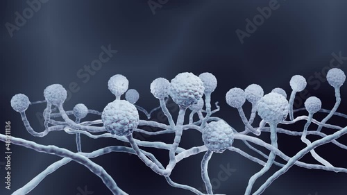 Growing mold, Microscopic fungi with spores such as Mucor or rhizopus