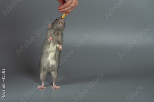 Fototapeta Naklejka Na Ścianę i Meble -  To feed a pet rat with cheese, the rat stands on its hind legs and reaches for food