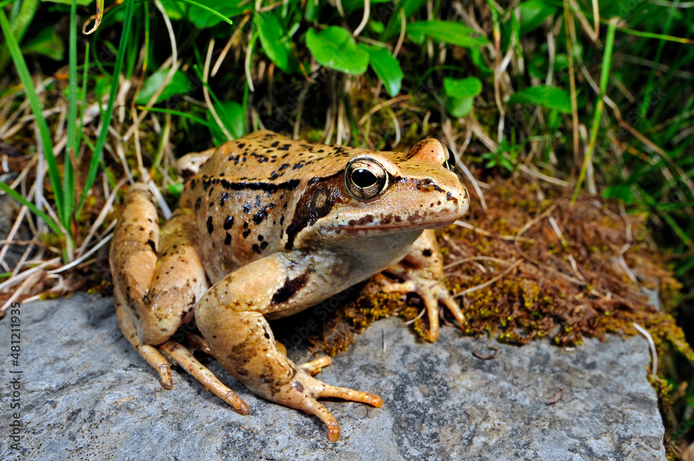 Common frog // Grasfrosch (Rana temporaria) Common frog // Grasfrosch (Rana temporaria)