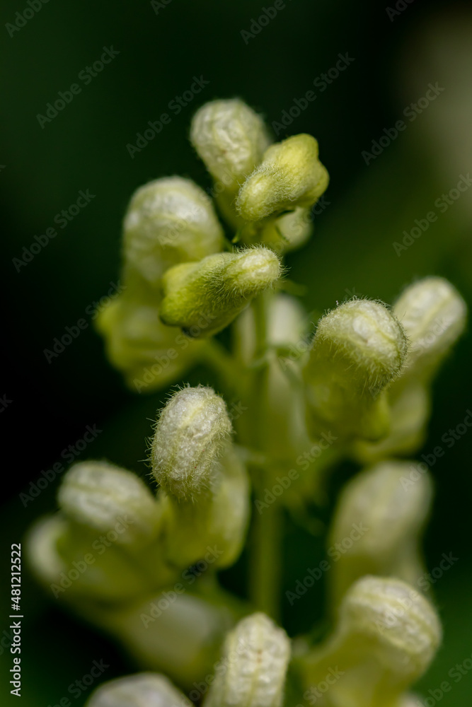 Aconitum lycoctonum flower in forest, close up Aconitum lycoctonum flower in forest, close up