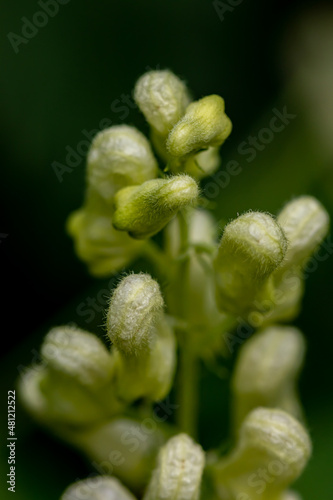 Aconitum lycoctonum flower in forest, close up  photo