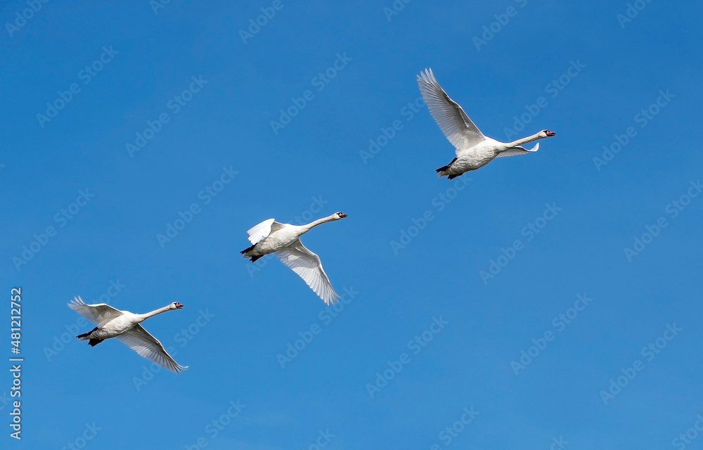 3 Schwäne fliegen über die Ostseeinsel Fehmarn bei schönem wolkenlosem blauen Himmel