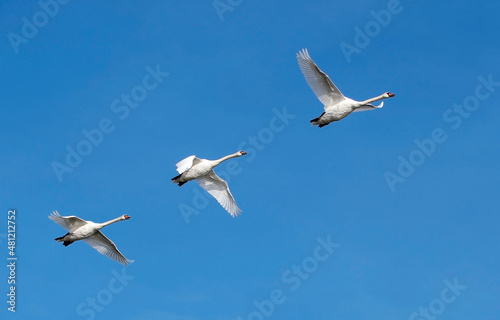 3 Schwäne fliegen über die Ostseeinsel Fehmarn bei schönem wolkenlosem blauen Himmel
