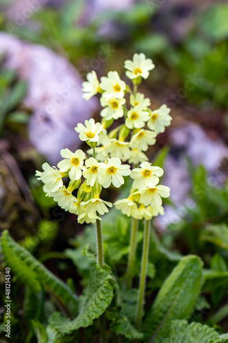 Tableau sur toile Primula vulgaris flower in mountains