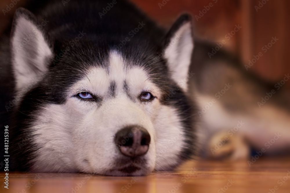 Obraz premium Beautiful portrait siberian husky dog lying on the wooden floor. Adorable pet.