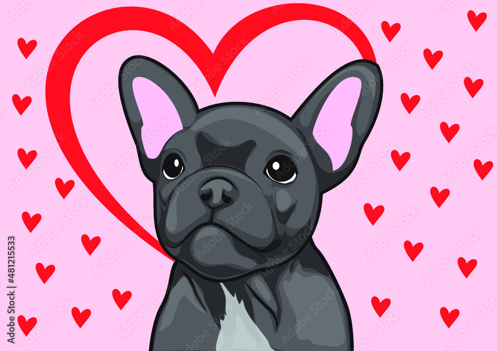 Cute black and white french bulldog puppy, french bulldog valentine