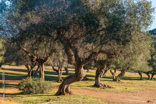 Parco della Maremma  photo