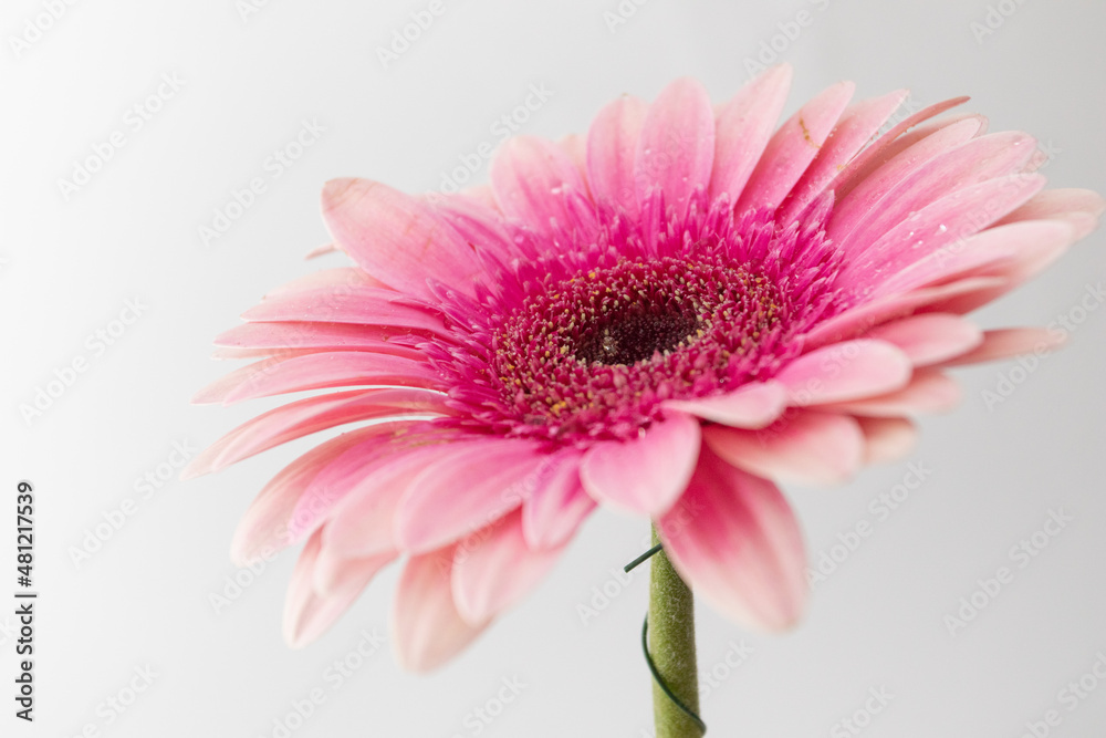 Beautiful pink gerbera flower with water drops on white background Beautiful pink gerbera flower with water drops on white background