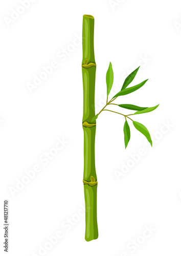 Fototapeta Naklejka Na Ścianę i Meble -  Illustration of green bamboo stem and leaves. Decorative exotic plants of tropic jungle.