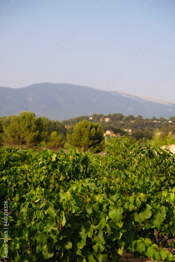 Grapevine on a blurred background of famous Mont Ventoux mountain in the evening golden hour in Provence, France. Vertical image.
