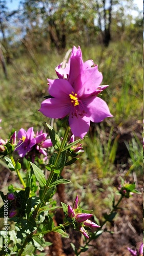 flowers in the garden