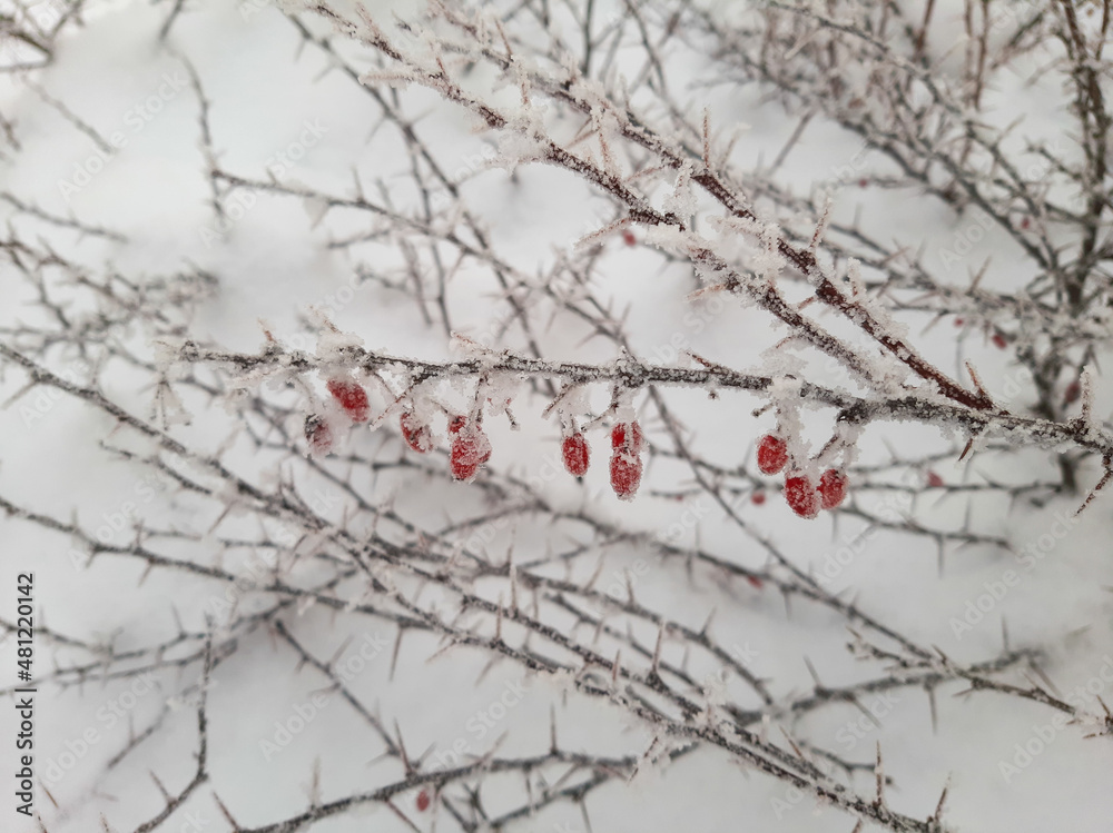 Barberry berries on branches in winter. Barberry in winter. red berries Barberry berries on branches in winter. Barberry in winter. red berries