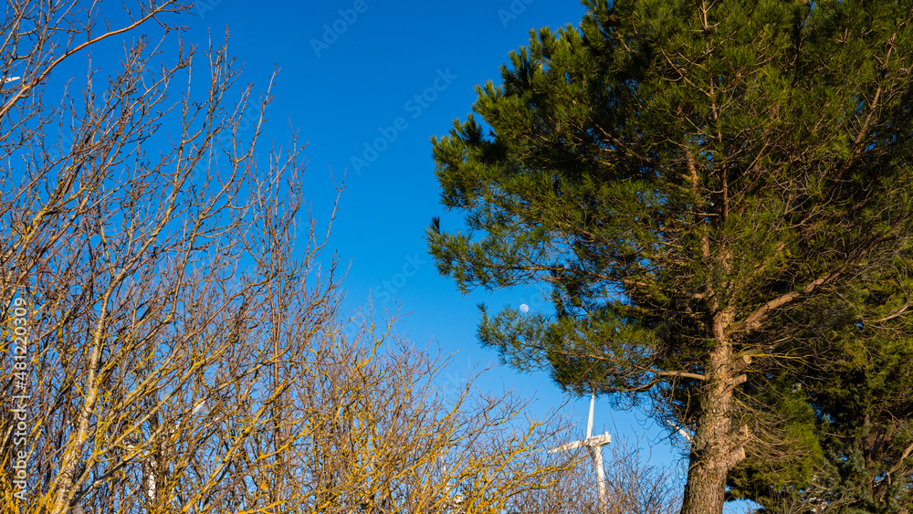 Obraz premium wind blade between trees and moon over blue sky