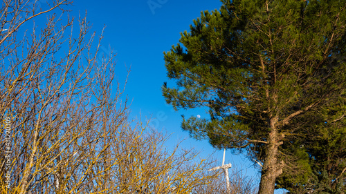 wind blade between trees and moon over blue sky