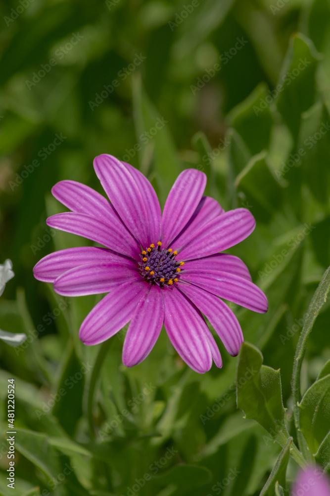 Obraz premium Flowers