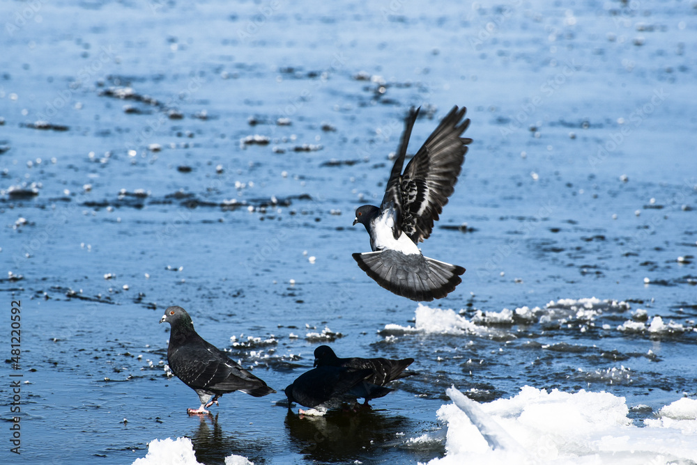 Sea-gulls on icy frozen sea , beauty of winter nature , hungry birds Sea-gulls on icy frozen sea , beauty of winter nature , hungry birds