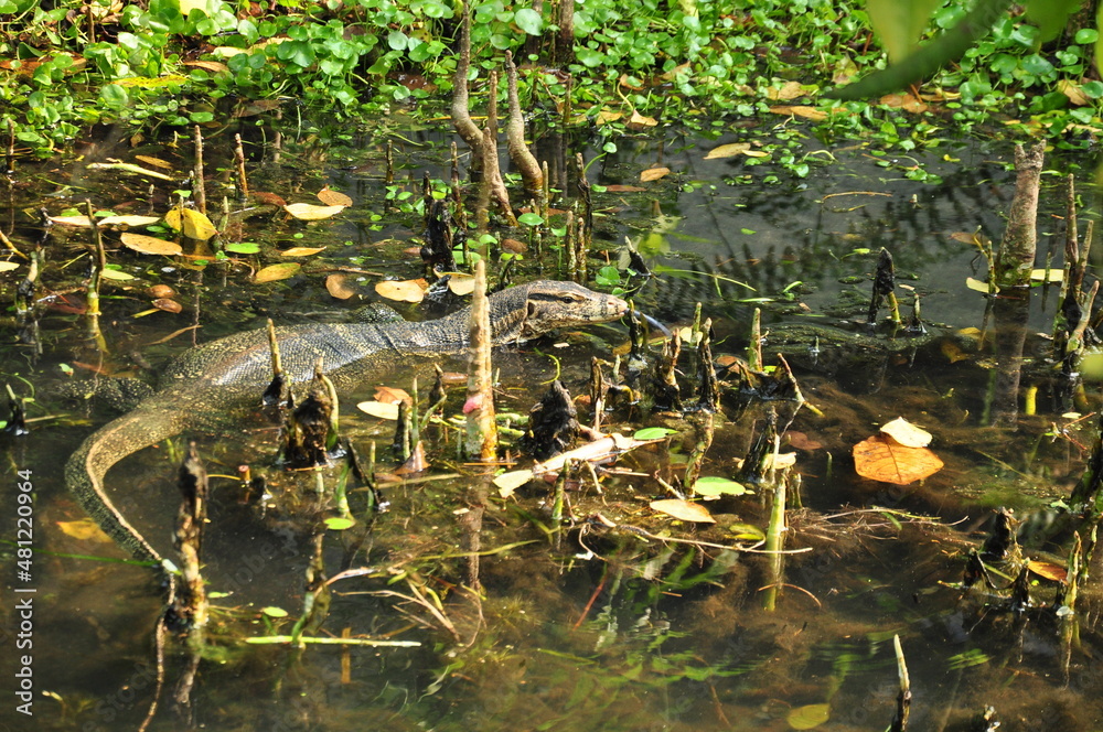 Monitor lizard in the swamp Monitor lizard in the swamp