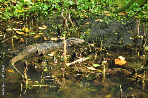 Monitor lizard in the swamp