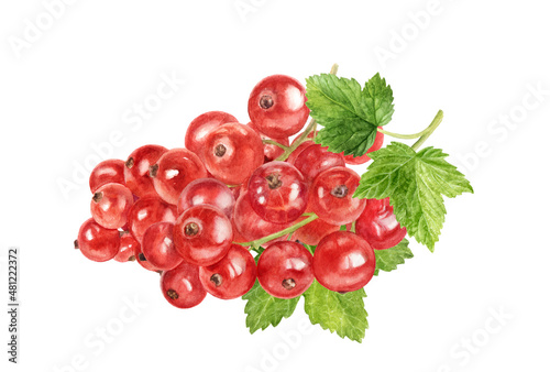 Red currant composition watercolor illustration isolated on white background.