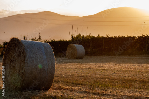 Fardos de paja en un campo de trigo, en Viladecans photo