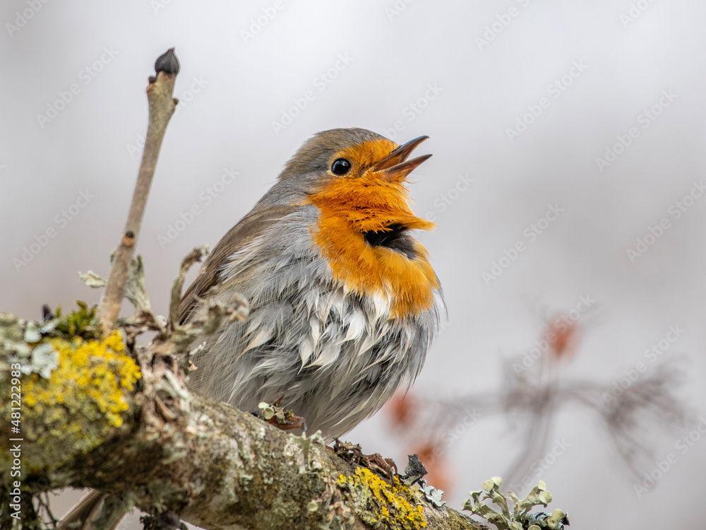 Fototapeta premium robin on a branch
