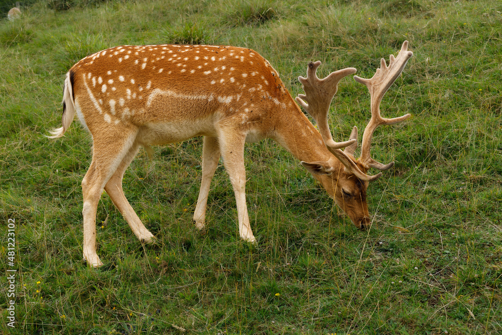 Naklejka premium Gamo en el pastizal