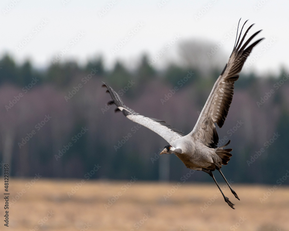 seagull in flight