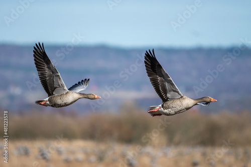 country goose in flight