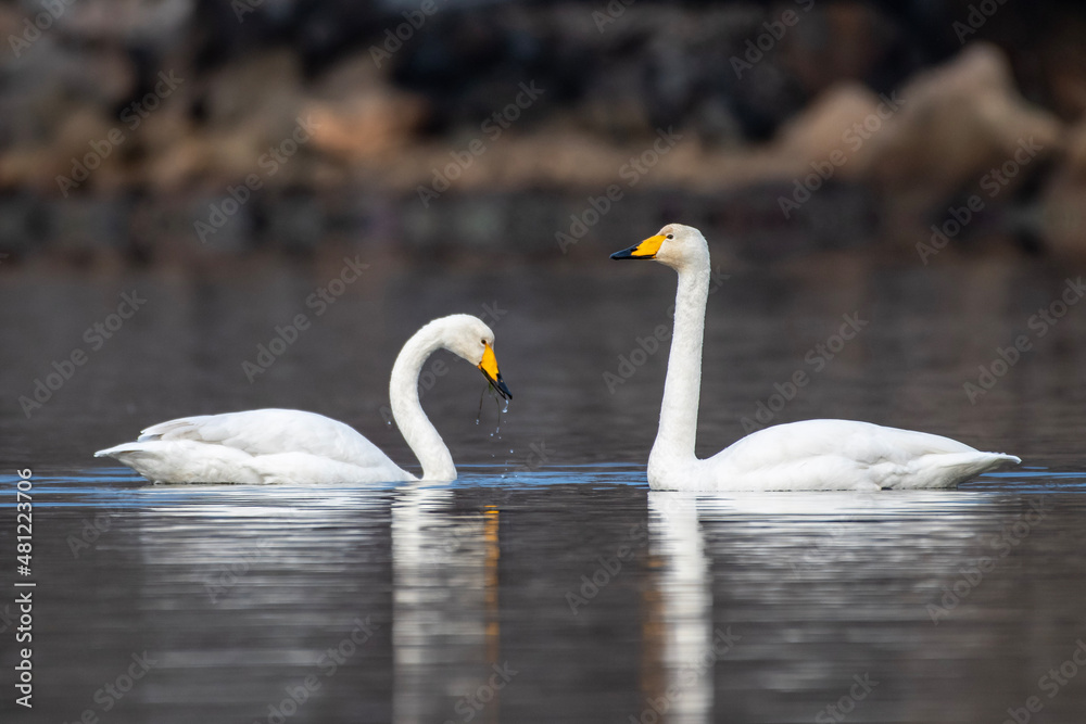 Obraz premium swan on the lake
