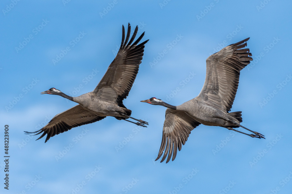 Fototapeta premium country goose in flight