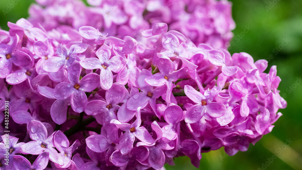 Lilac bush during flowering. Purple lilac flowers Lilac bush during flowering. Purple lilac flowers