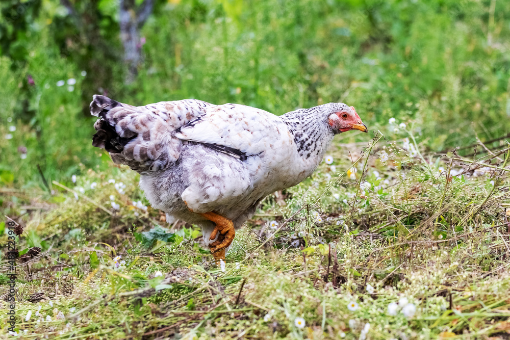 White spotted chicken in the garden among the green grass, breeding chickens on the farm