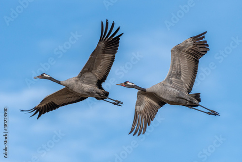 country goose in flight