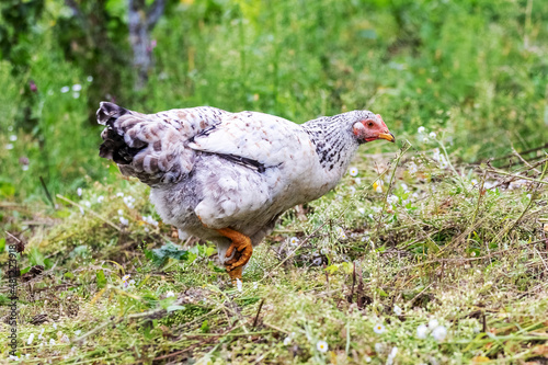 White spotted chicken in the garden among the green grass, breeding chickens on the farm