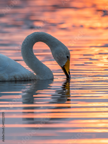 swan at sunset