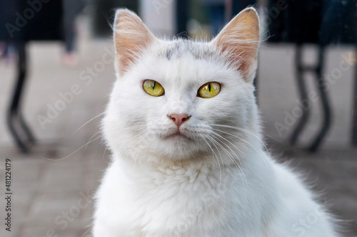 White fluffy cat on a blurred background, portrait of a white cat close up