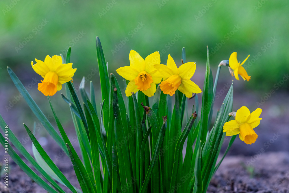 Yellow daffodils on a blurred background. Flowering daffodils Yellow daffodils on a blurred background. Flowering daffodils