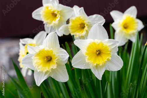 White daffodils in the garden. Flowering daffodils. Spring flowers