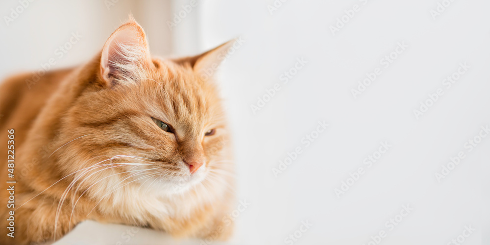 Sleepy ginger cat relaxes on window sill. Fluffy pet has a nap in comfort. Horizontal banner with copy space.