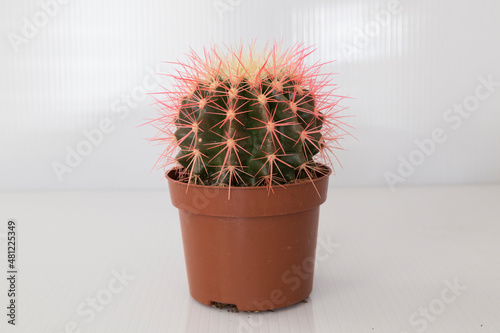 colorful cactus on a white background