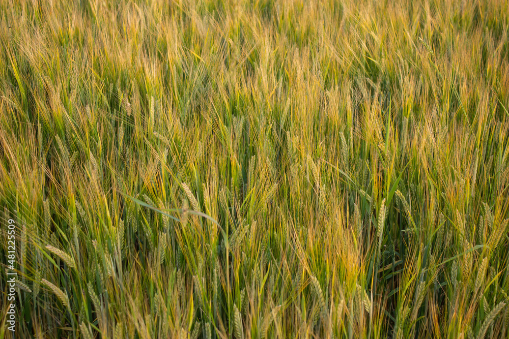 Golden wheat field on the background of warm summer sun and blue sky with white clouds. trees leaves to the horizon. Beautiful summer landscape. Golden wheat field on the background of warm summer sun and blue sky with white clouds. trees leaves to the horizon. Beautiful summer landscape.