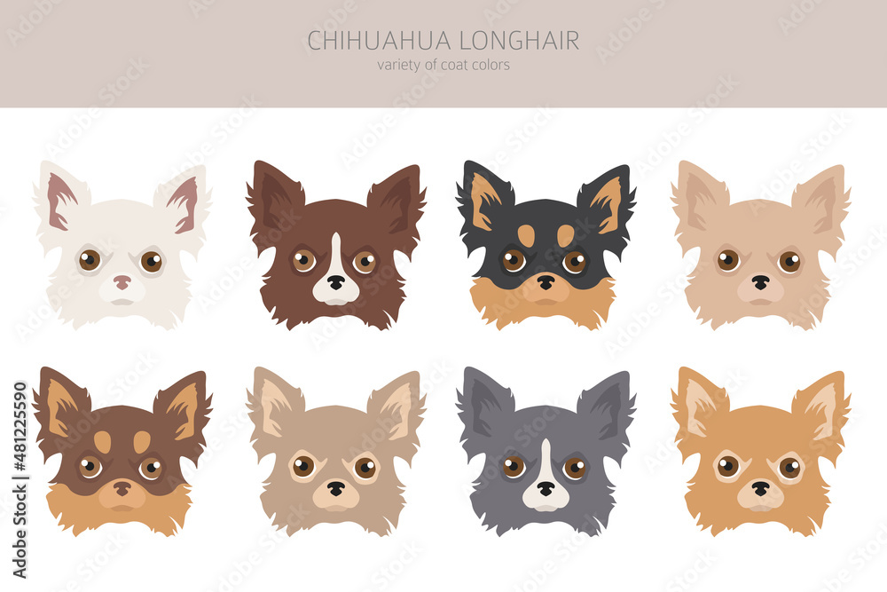 Chihuahua dogs clipart. Different coat color
