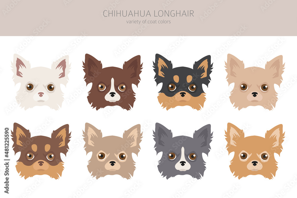 Fototapeta premium Chihuahua dogs clipart. Different coat color