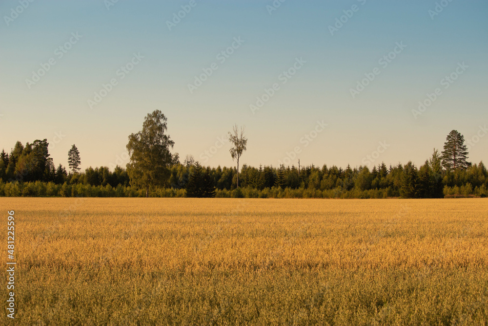 Golden wheat field on the background of warm summer sun and blue sky with white clouds. trees to the horizon. Beautiful summer landscape.