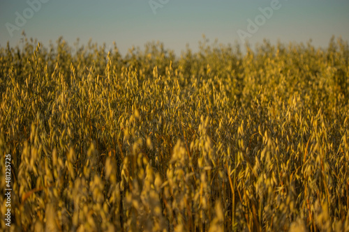 Oat cereal fields with blue sky on a sunny summer day before harvest.