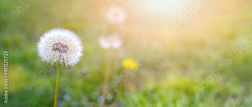 White dandelions in the meadow in sunny weather  copy space