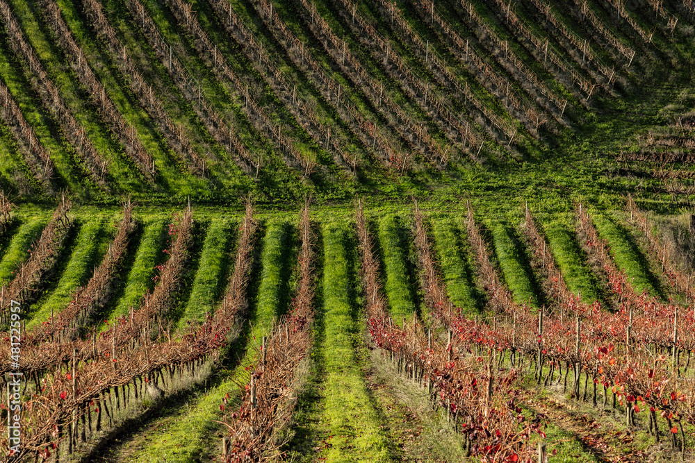 vine field in portugal best wine