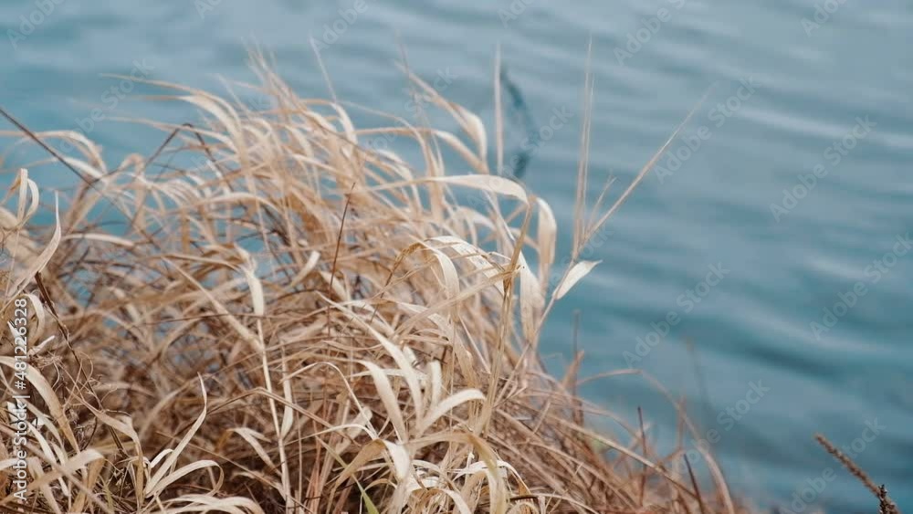 Dry beige reed on gray river water background. Winter Lakeshore. Abstract natural video. Dry river grass swaying on wind. Close up of clean river is flowing. Lake surface, Top view. Copy space. 4K Dry beige reed on gray river water background. Winter Lakeshore. Abstract natural video. Dry river grass swaying on wind. Close up of clean river is flowing. Lake surface, Top view. Copy space. 4K