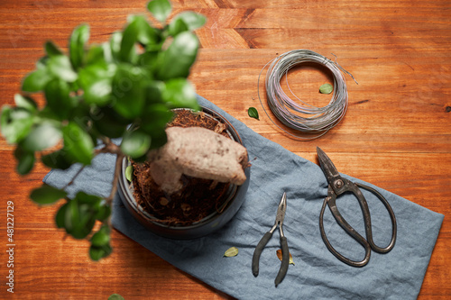 Green potted bonsai tree on table
